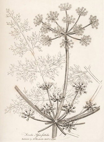 illustration of Asafoetida plant