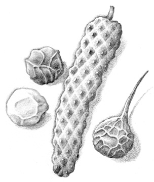 Illustration of Peppercorns